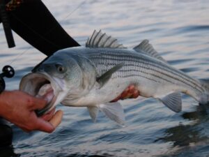 What Do Striped Bass Eat Fishing